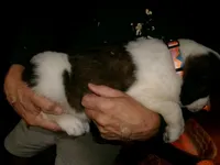 Peach , a female Saint Bernard for sale in Clarksville, IA – 4 of 8
