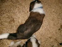 Blue Chevron, a male Saint Bernard for sale in Clarksville, IA – 6 of 8