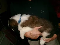 Blue Chevron, a male Saint Bernard for sale in Clarksville, IA – 5 of 8