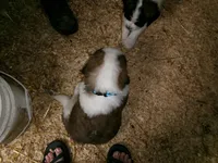 Blue, a male Saint Bernard for sale in Clarksville, IA – 4 of 8