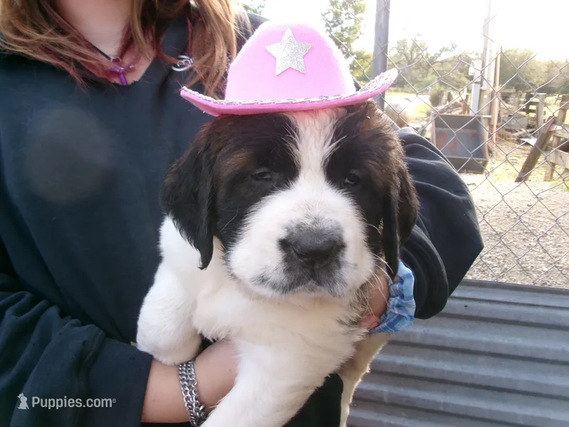 Green Fox – Saint Bernard puppy for sale in Clarksville, IA