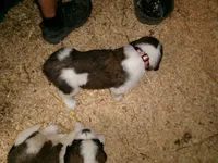 Peach , a female Saint Bernard for sale in Clarksville, IA – 6 of 8