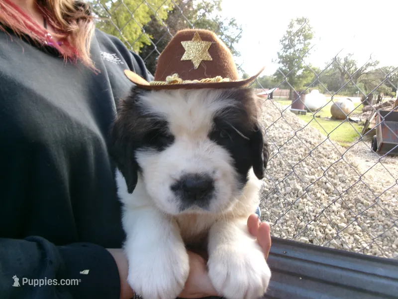 Blue Chevron – Saint Bernard puppy for sale in Clarksville, IA