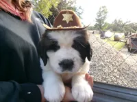 Blue Chevron, a male Saint Bernard for sale in Clarksville, IA – 1 of 8