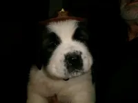 Blue, a male Saint Bernard for sale in Clarksville, IA – 3 of 8