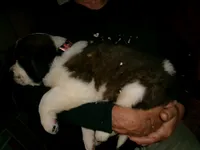 Peach , a female Saint Bernard for sale in Clarksville, IA – 3 of 8