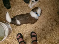 Blue, a male Saint Bernard for sale in Clarksville, IA – 6 of 8