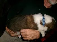 Blue Chevron, a male Saint Bernard for sale in Clarksville, IA – 4 of 8