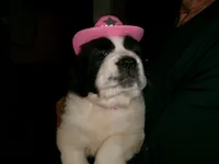 Peach , a female Saint Bernard for sale in Clarksville, IA – 2 of 8