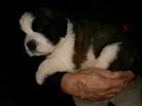 Red, a male Saint Bernard for sale in Clarksville, IA – 6 of 9