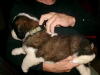 Green Fox, a female Saint Bernard for sale in Clarksville, IA – 5 of 8