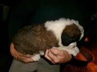 Tex, a male Saint Bernard for sale in Clarksville, IA – 4 of 7