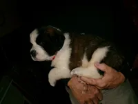 Red, a male Saint Bernard for sale in Clarksville, IA – 5 of 9