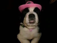 Green Fox, a female Saint Bernard for sale in Clarksville, IA – 2 of 8