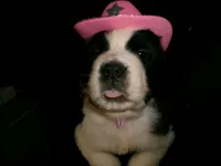 Green Fox, a female Saint Bernard for sale in Clarksville, IA – 3 of 8