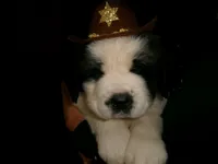 Blue Chevron, a male Saint Bernard for sale in Clarksville, IA – 3 of 8