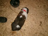 Red, a male Saint Bernard for sale in Clarksville, IA – 7 of 9