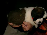 Red, a male Saint Bernard for sale in Clarksville, IA – 4 of 9