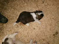 Green Fox, a female Saint Bernard for sale in Clarksville, IA – 6 of 8