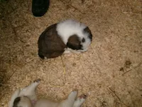 Tex, a male Saint Bernard for sale in Clarksville, IA – 3 of 7