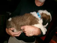 Blue, a male Saint Bernard for sale in Clarksville, IA – 5 of 8