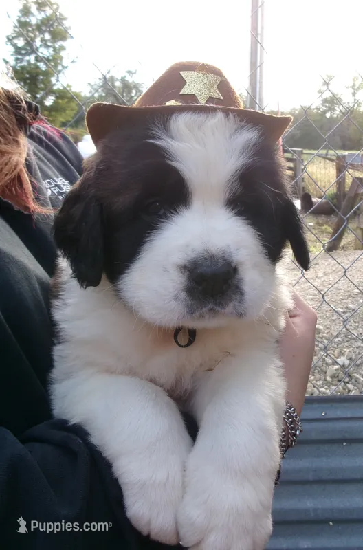 Tex – Saint Bernard puppy for sale in Clarksville, IA