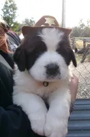 Tex, a male Saint Bernard for sale in Clarksville, IA – 1 of 7