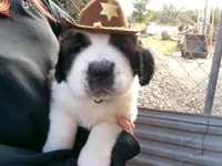 Blue, a male Saint Bernard for sale in Clarksville, IA – 1 of 8