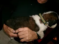 Green Fox, a female Saint Bernard for sale in Clarksville, IA – 4 of 8