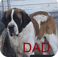 Blue, a male Saint Bernard for sale in Clarksville, IA – 8 of 8