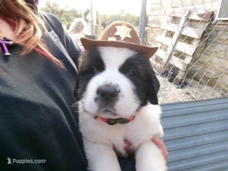 Red – Saint Bernard puppy for sale in Clarksville, IA