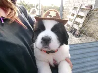 Red, a male Saint Bernard for sale in Clarksville, IA – 1 of 9