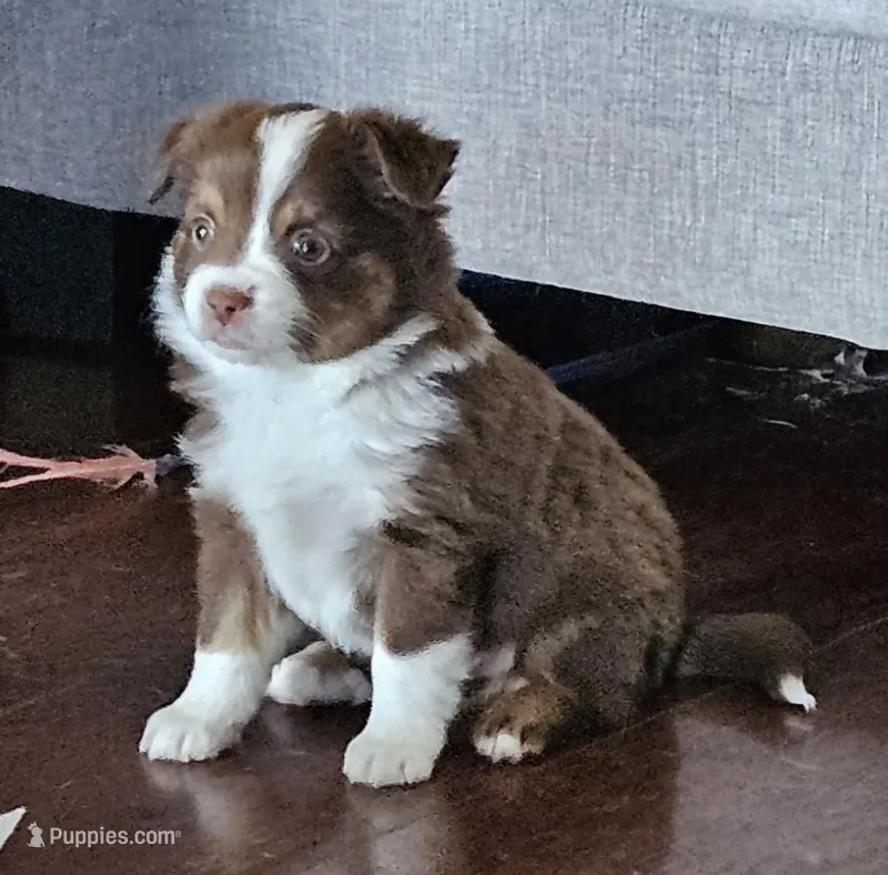 Pip, a male Miniature Australian Shepherd for sale in Waller, TX – Photo 1 of 1
