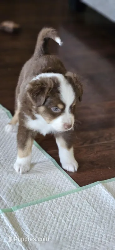 Red, a male Miniature Australian Shepherd for sale in Waller, TX – Photo 1 of 1