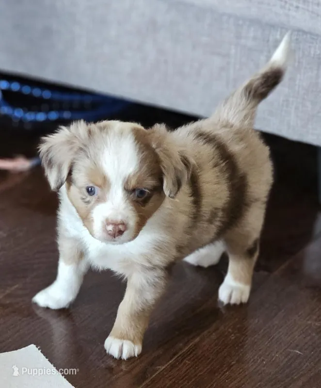 Merle, a female Miniature American Shepherd for sale in Waller, TX – Photo 1 of 1