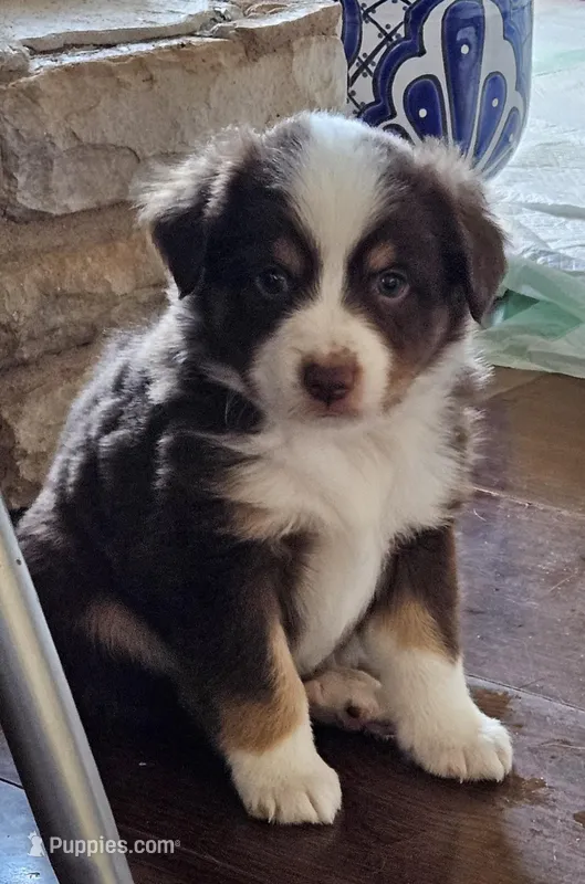 Ella, a female Miniature Australian Shepherd for sale in Waller, TX – Photo 1 of 1
