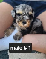 Trixy,, a male Schnoodle for sale in Locust Grove, OK – 4 of 8