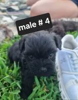 Trixy,, a male Schnoodle for sale in Locust Grove, OK – 6 of 8