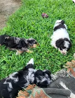 Buddy, a male Schnoodle for sale in Locust Grove, OK – 3 of 3