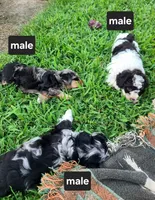 Trixy,, a male Schnoodle for sale in Locust Grove, OK – 8 of 8