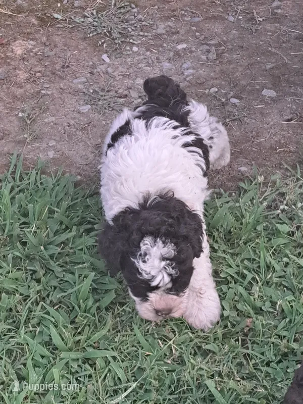 Buddy – Schnoodle puppy for sale in Locust Grove, OK