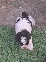 Buddy, a male Schnoodle for sale in Locust Grove, OK – 1 of 3