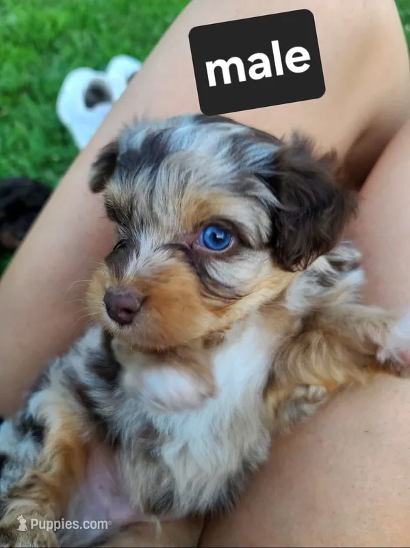 Trixy, – Schnoodle puppy for sale in Locust Grove, OK