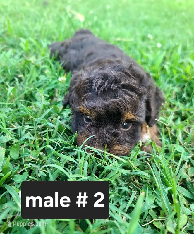 Coco – Schnoodle puppy for sale in Locust Grove, OK