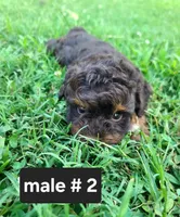Coco, a male Schnoodle for sale in Locust Grove, OK – 1 of 3