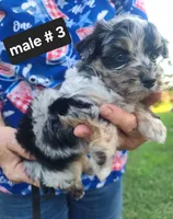 Trixy,, a male Schnoodle for sale in Locust Grove, OK – 7 of 8
