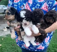 Coco, a male Schnoodle for sale in Locust Grove, OK – 2 of 3