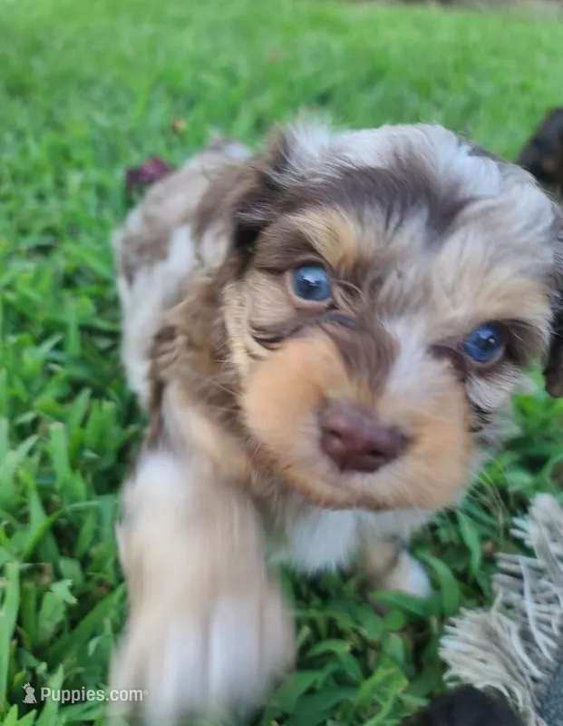 Prince – Aussiedoodle puppy for sale in Locust Grove, OK