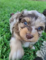 Prince, a male Aussiedoodle for sale in Locust Grove, OK – 1 of 1