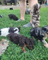 Trixy,, a male Schnoodle for sale in Locust Grove, OK – 3 of 8